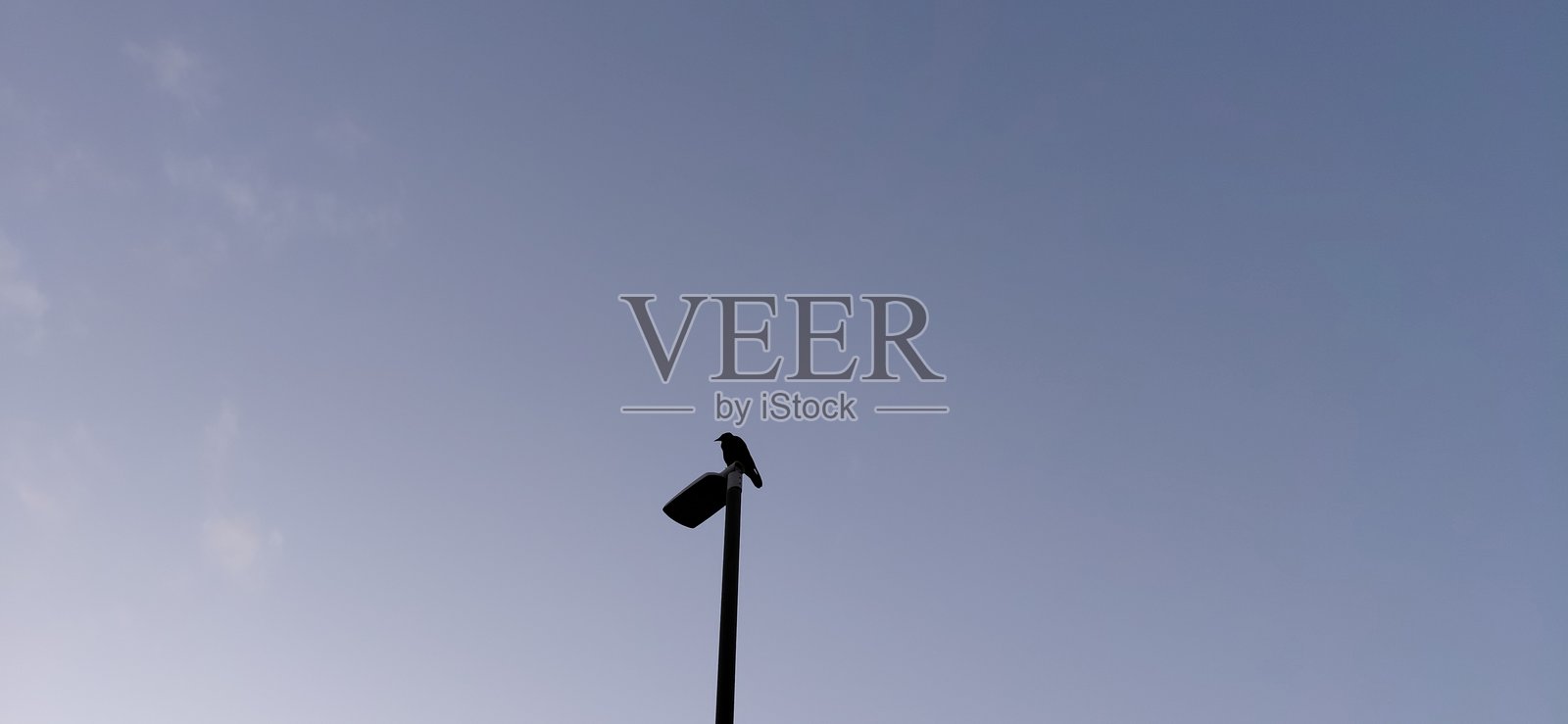 乌鸦栖息在路灯上照片摄影图片