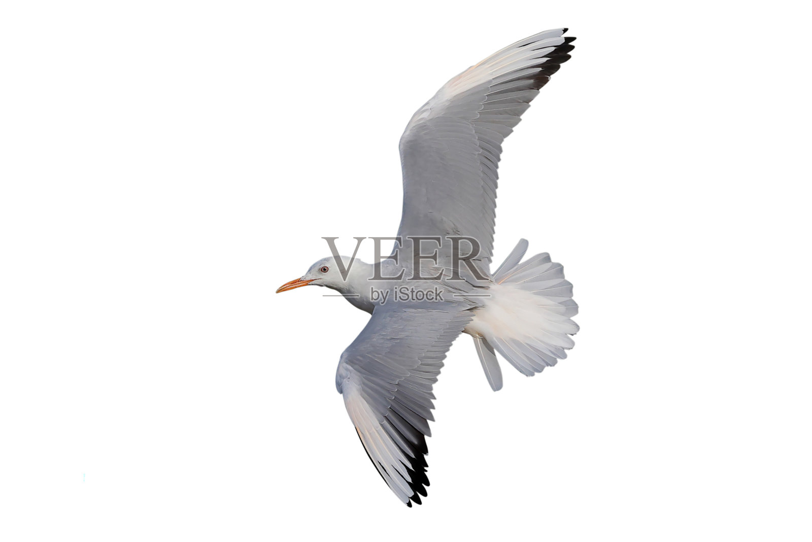 海鸥照片摄影图片