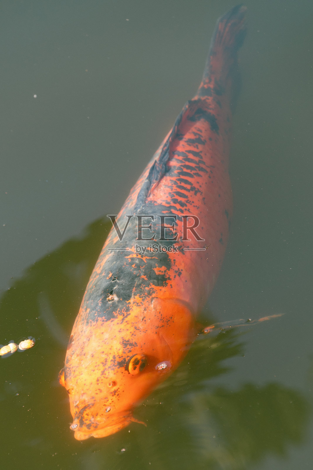 色彩鲜艳的橙色锦鲤在水下优雅地游动照片摄影图片