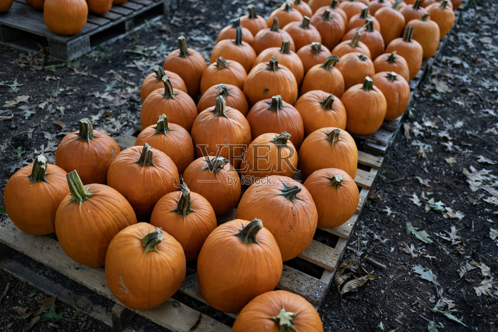 南瓜照片摄影图片
