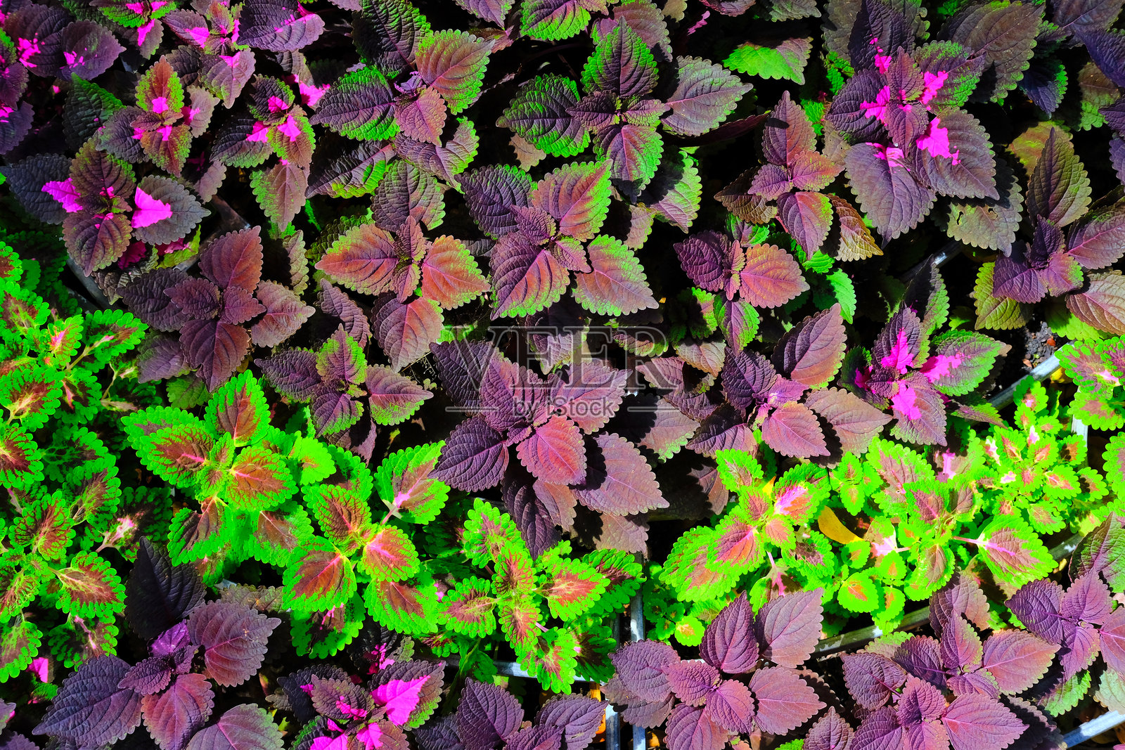 绿叶在绿色的公园里照片摄影图片