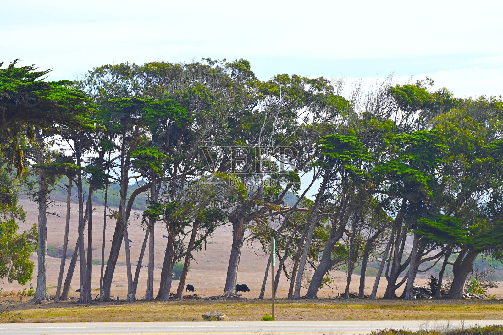 加州中部海岸线上行照片摄影图片