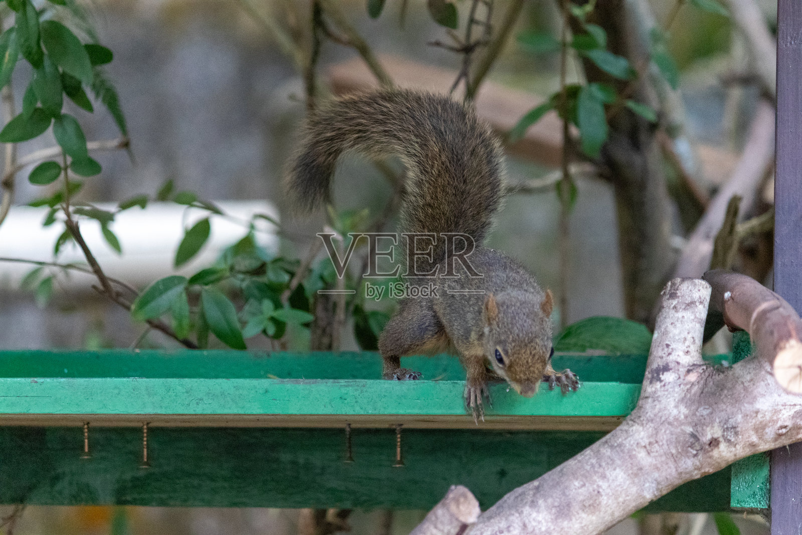 一只美丽的松鼠在自然栖息地以椰子为食的摄影作品。照片摄影图片