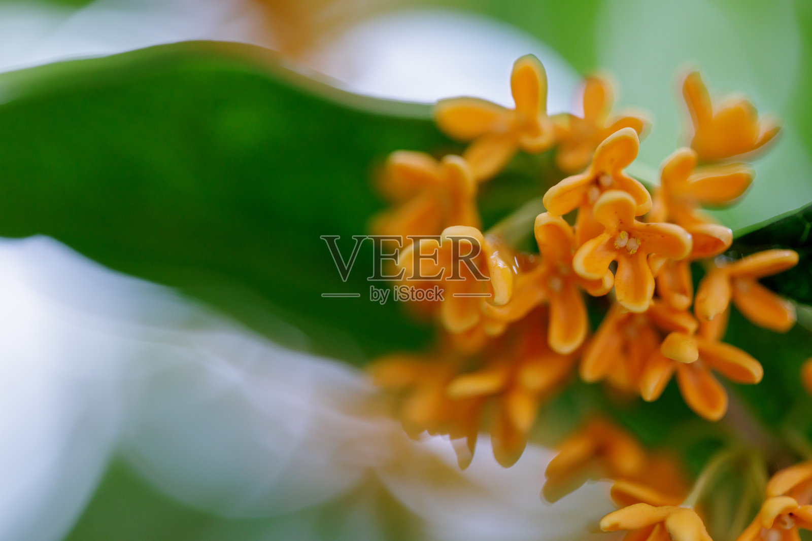 芬芳的橙色橄榄照片摄影图片