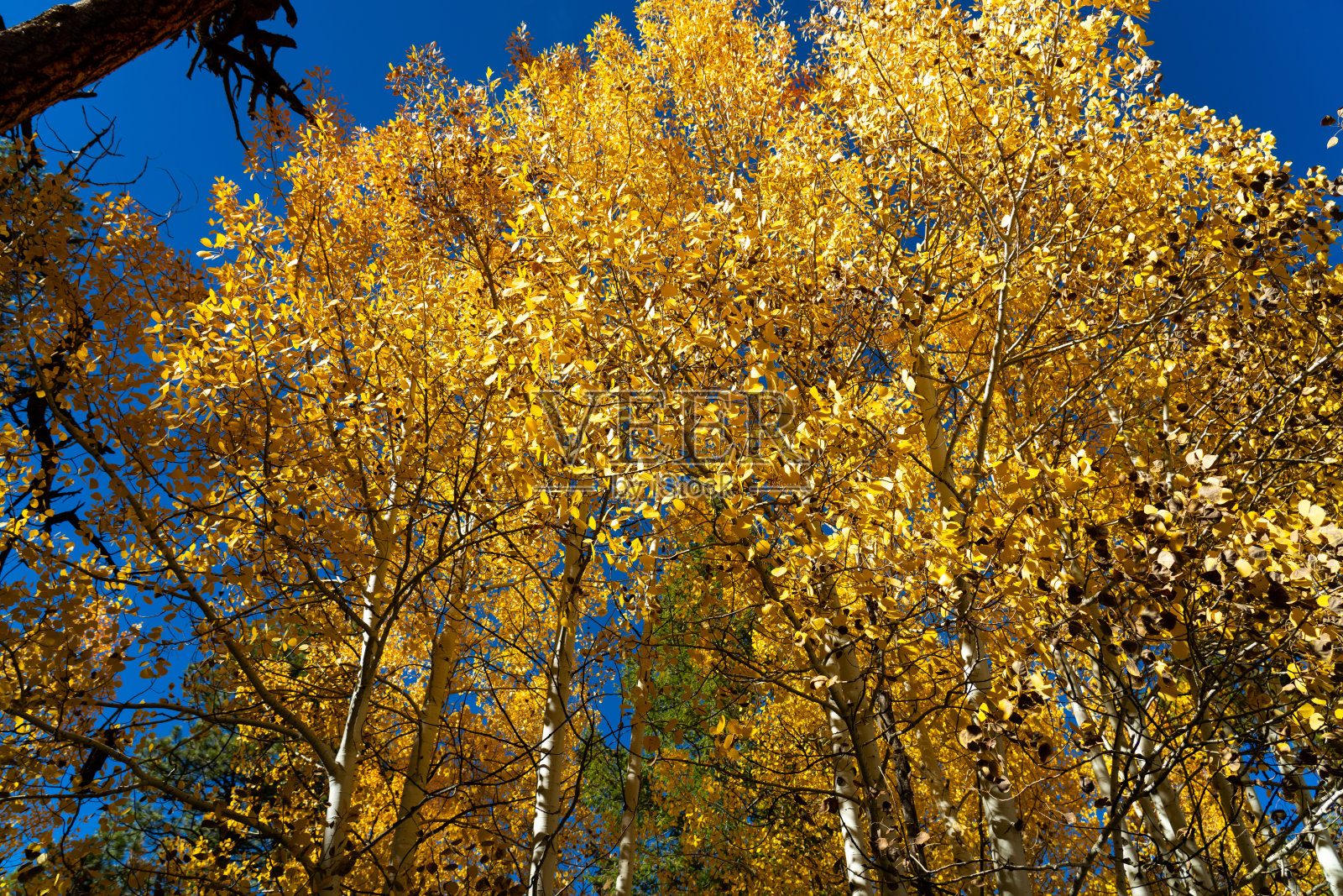 2025年秋季,亚利桑那州白山照片摄影图片