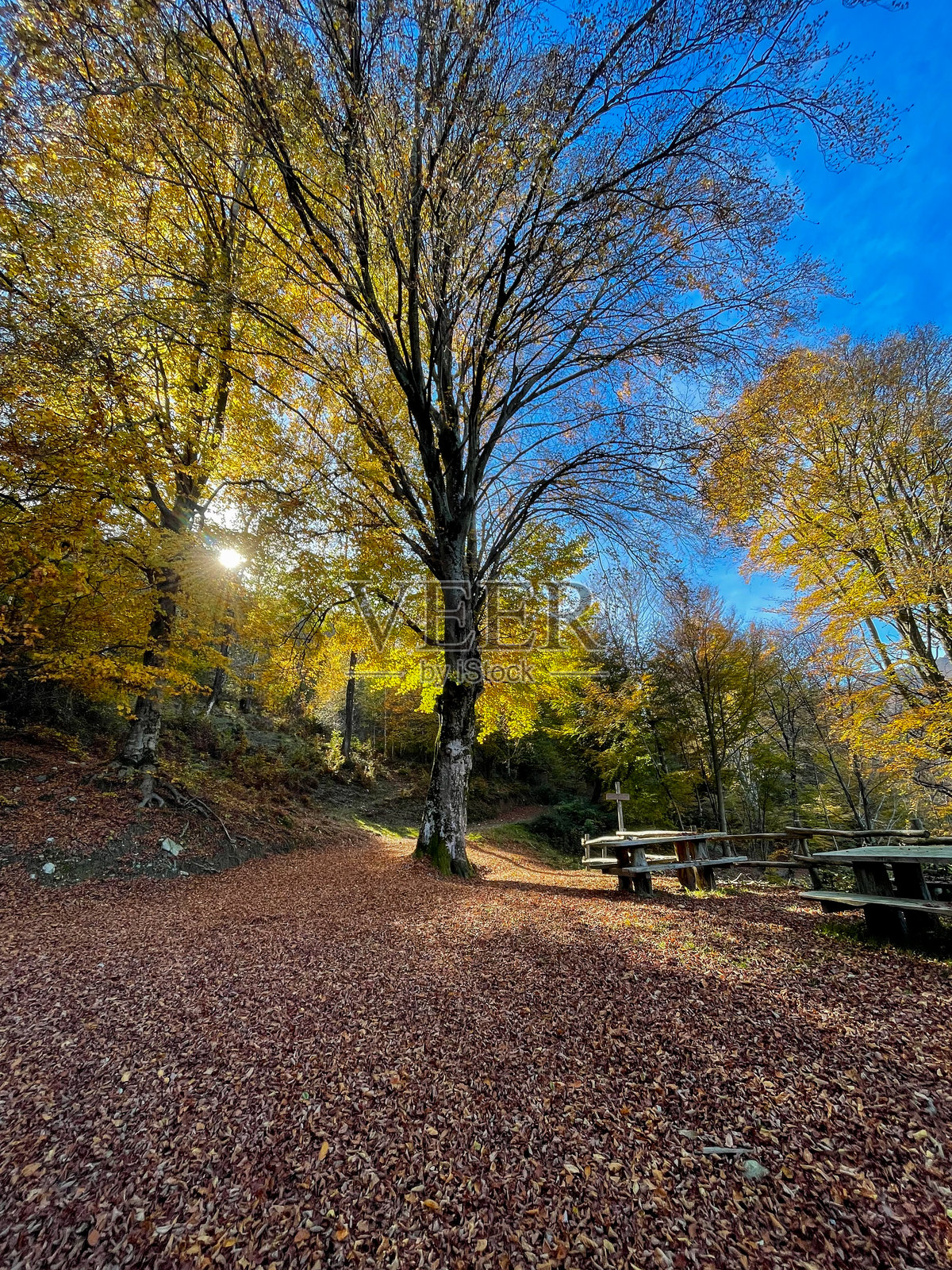 秋叶覆盖的山间小路照片摄影图片