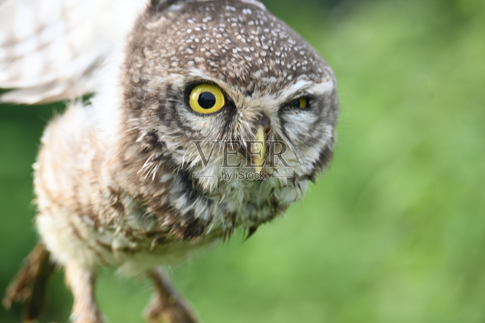 斑点猫头鹰幼鸟或褐眼猫头鹰幼鸟。照片摄影图片