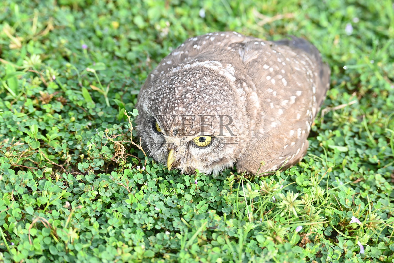 斑点鸺鹠幼鸟或褐眼鸺鹠幼鸟照片摄影图片