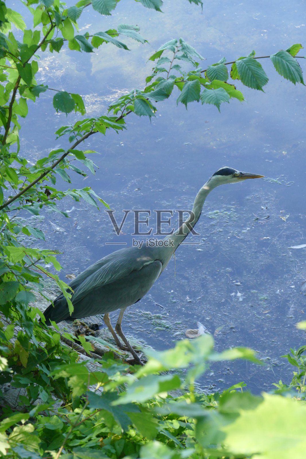灰鹭,Ardea cinerea照片摄影图片