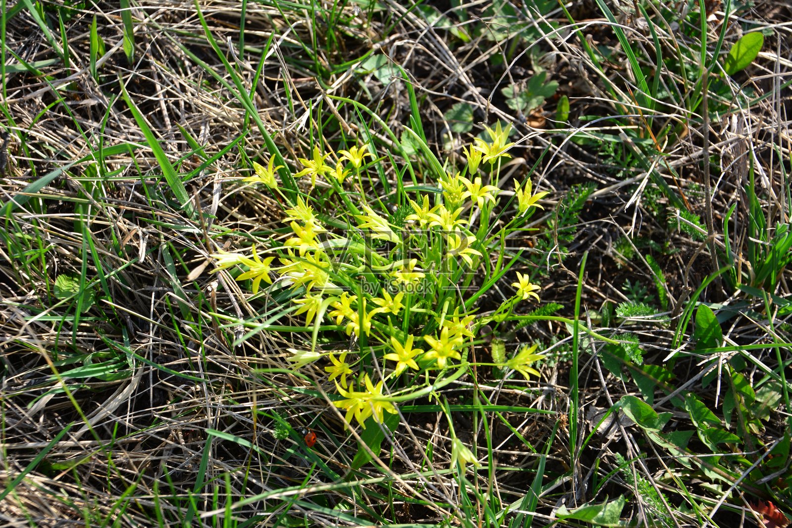 干枯的草丛中盛开的鲜艳的黄色野花,特写照片摄影图片