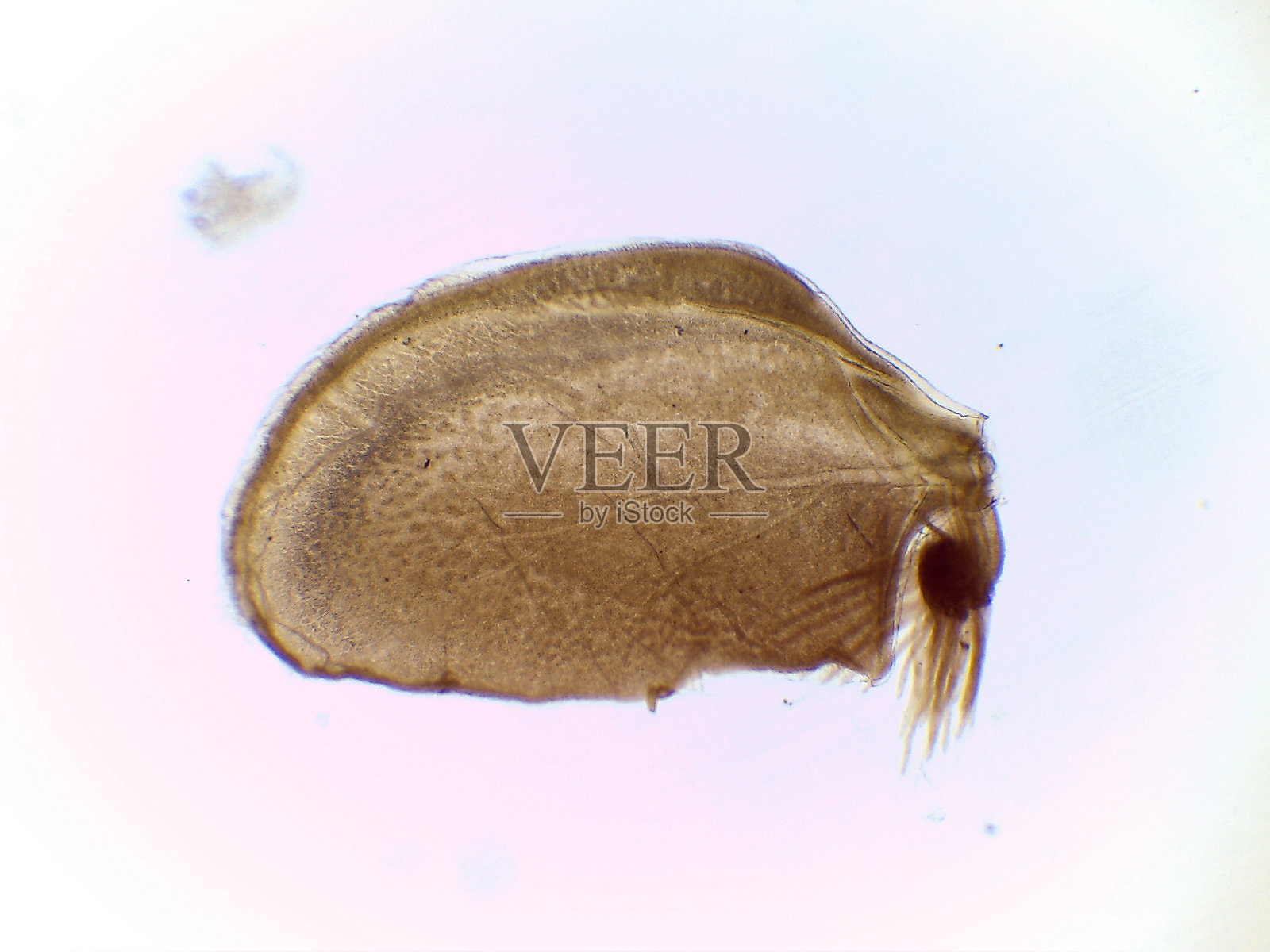 蜉蝣若虫鳃的显微镜视图(Cloeon)照片摄影图片