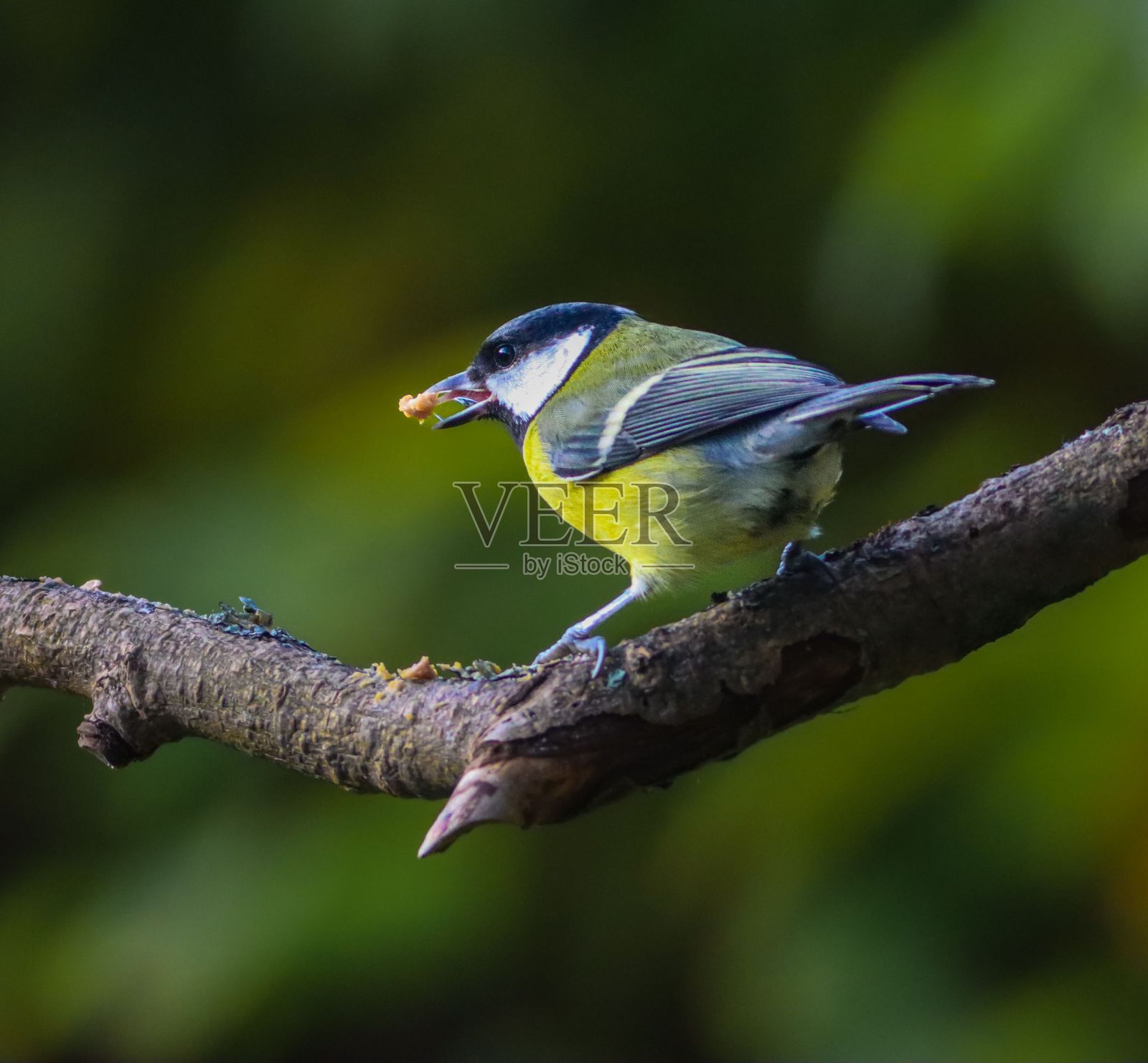 大山雀(Parus major)在树枝上捕捉昆虫照片摄影图片