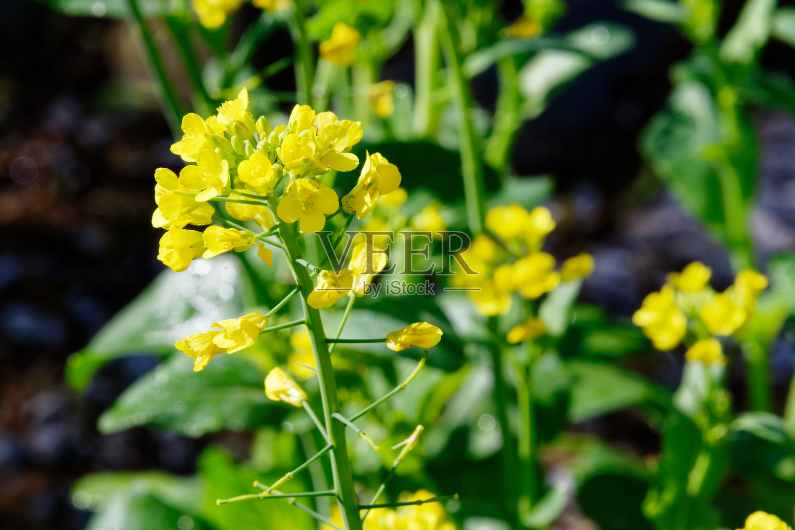油菜花盛开照片摄影图片