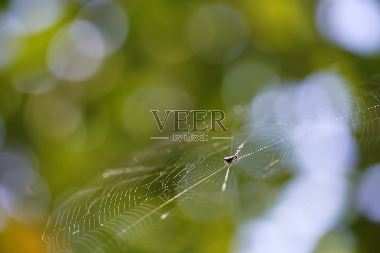 自然柔和的绿色背景下闪耀的精致蜘蛛网照片摄影图片