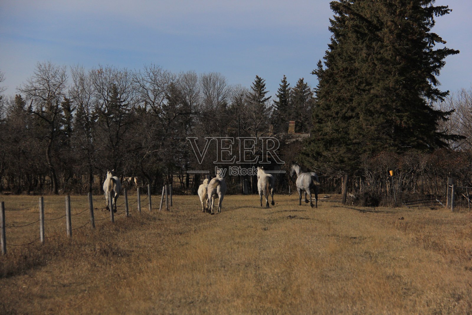 萨斯喀彻温省阿伯内西附近的户外活动照片摄影图片