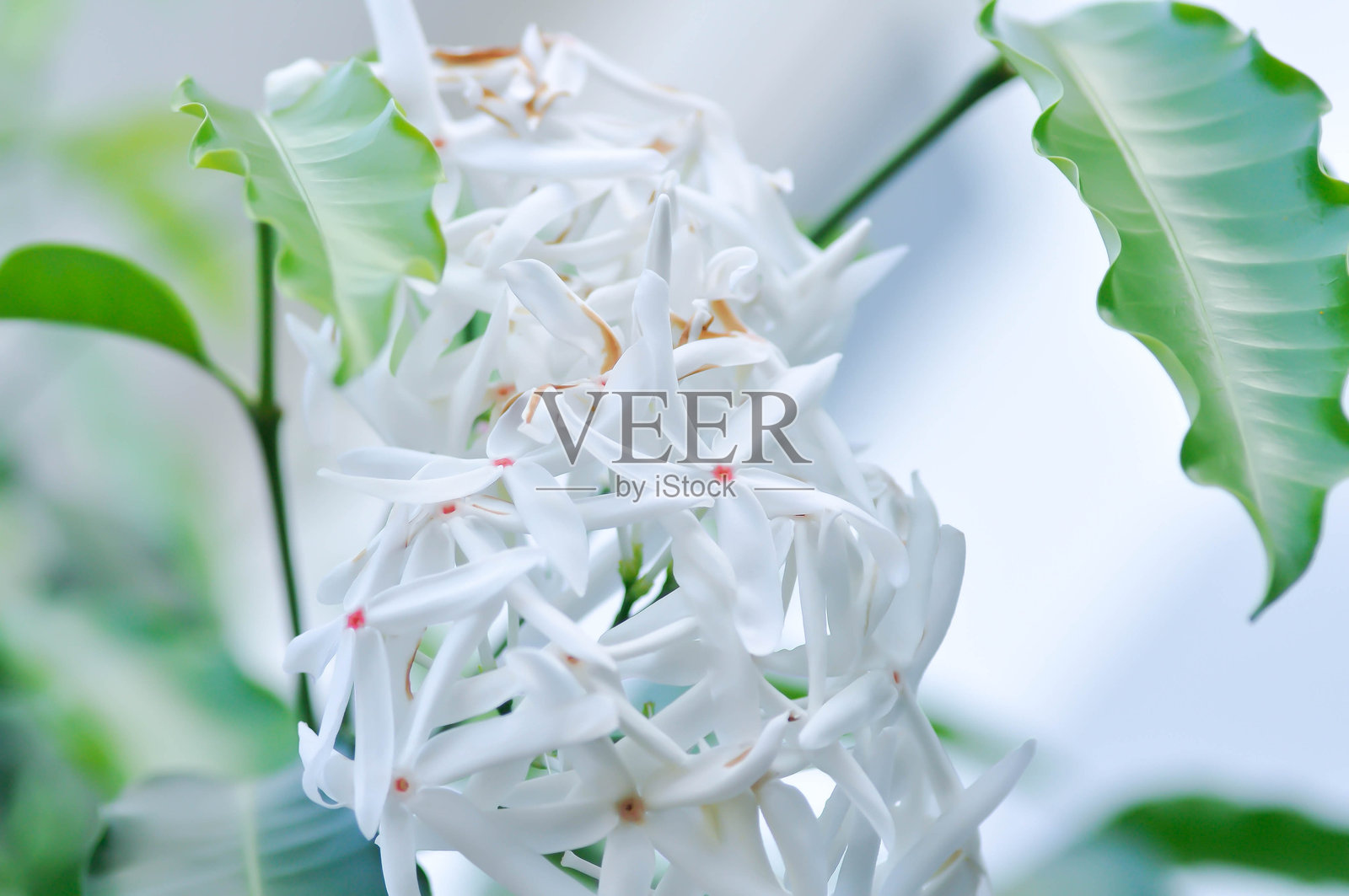 槟榔青冈,夹竹桃科,或称婆罗门藤,或称婆罗门藤,或称药用婆罗门藤,或称白花照片摄影图片