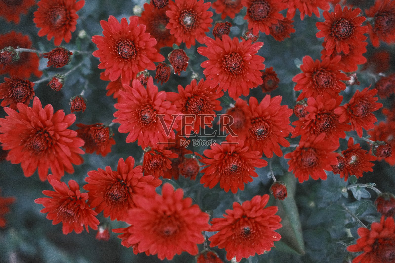 一簇深红色的菊花正在盛开照片摄影图片