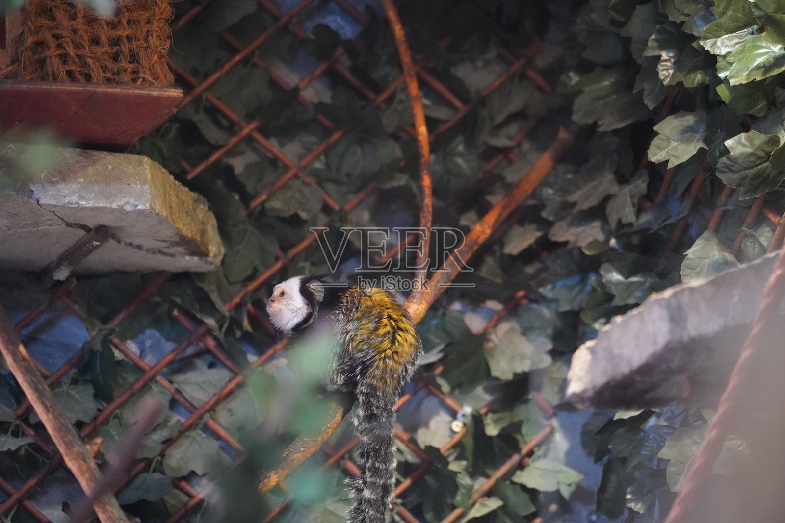 野生动物鸟类、鹈鹕、土拨鼠、鹿、老虎、豹、蛇、鳄鱼、狼、狮子、猴子、爬行动物照片摄影图片