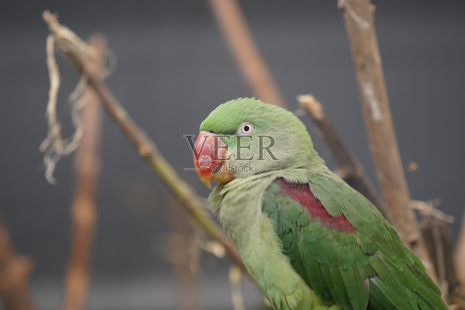 野生鸟类,鹈鹕,土拨鼠,鹿,老虎,豹子照片摄影图片