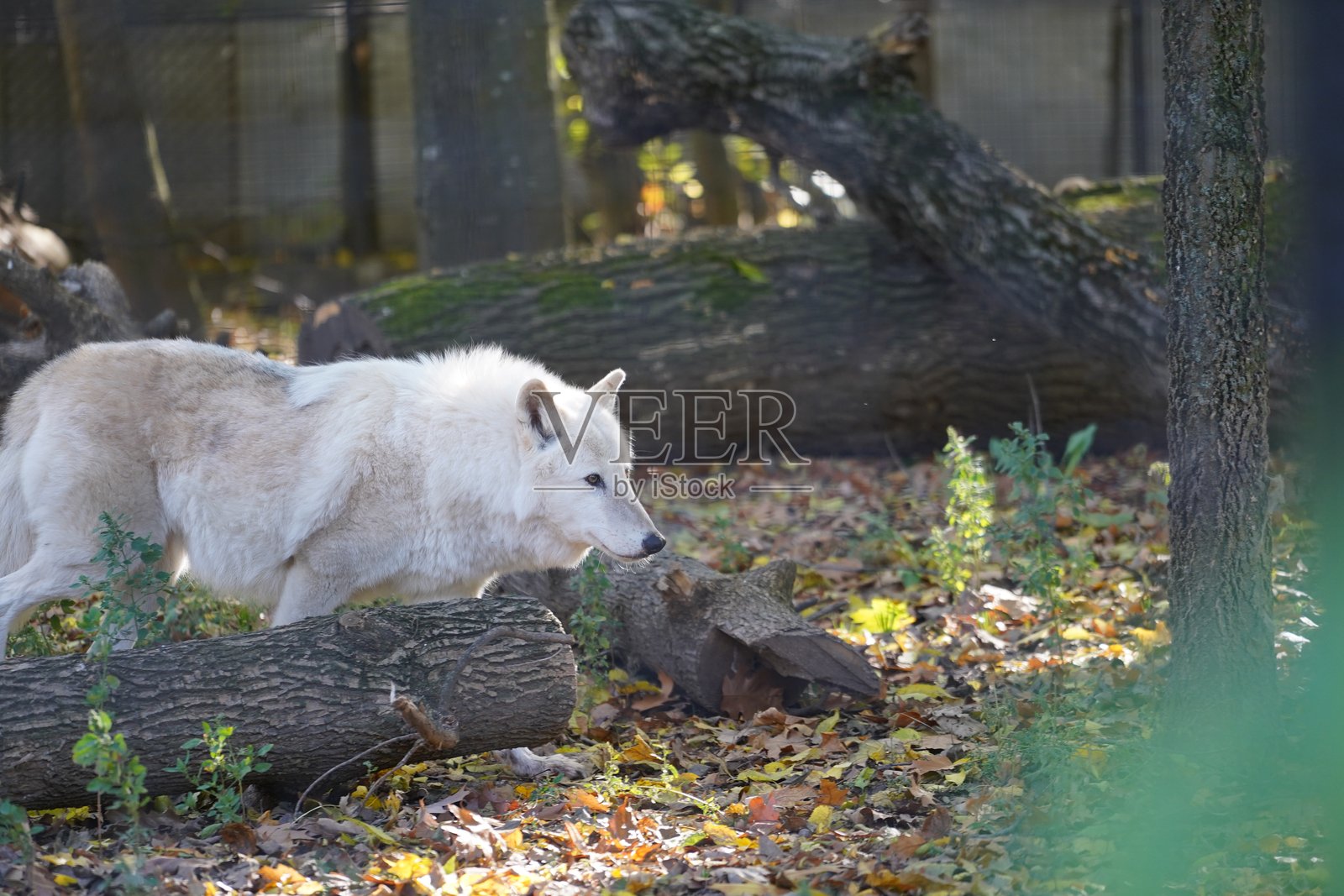 野生动物鸟类、鹈鹕、土拨鼠、鹿、老虎、豹、蛇、鳄鱼、狼、狮子、猴子、爬行动物照片摄影图片