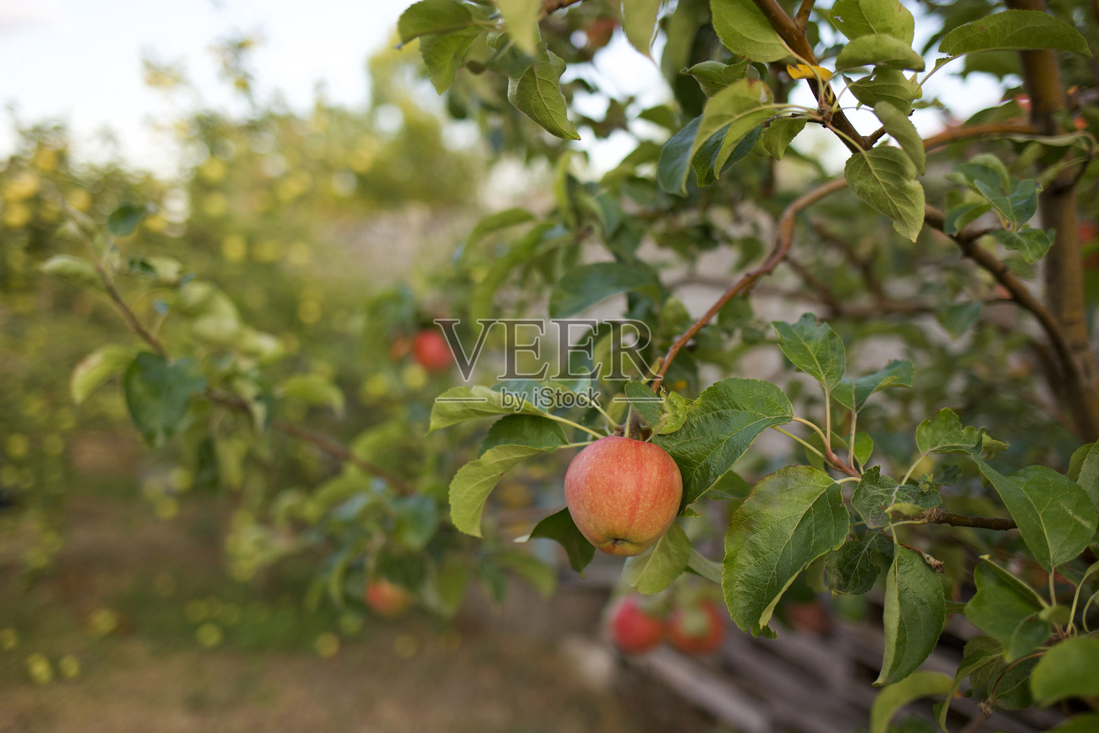 树上的苹果照片摄影图片