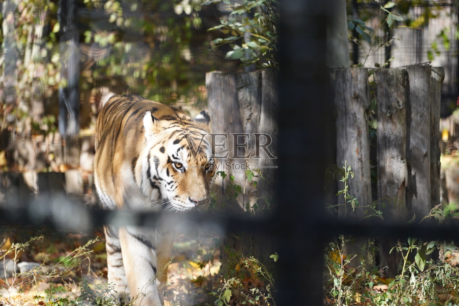 野生动物鸟类,鹈鹕,土拨鼠,鹿,虎,豹照片摄影图片
