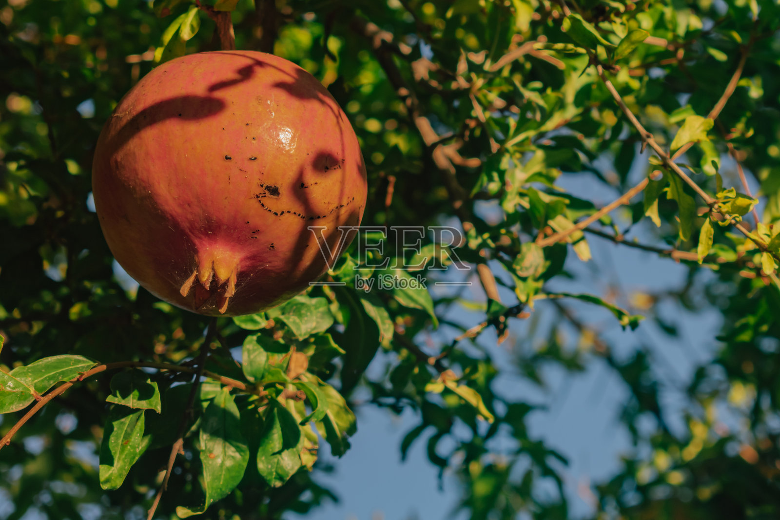 枝头挂着成熟的石榴,沐浴在温暖的金色阳光下照片摄影图片