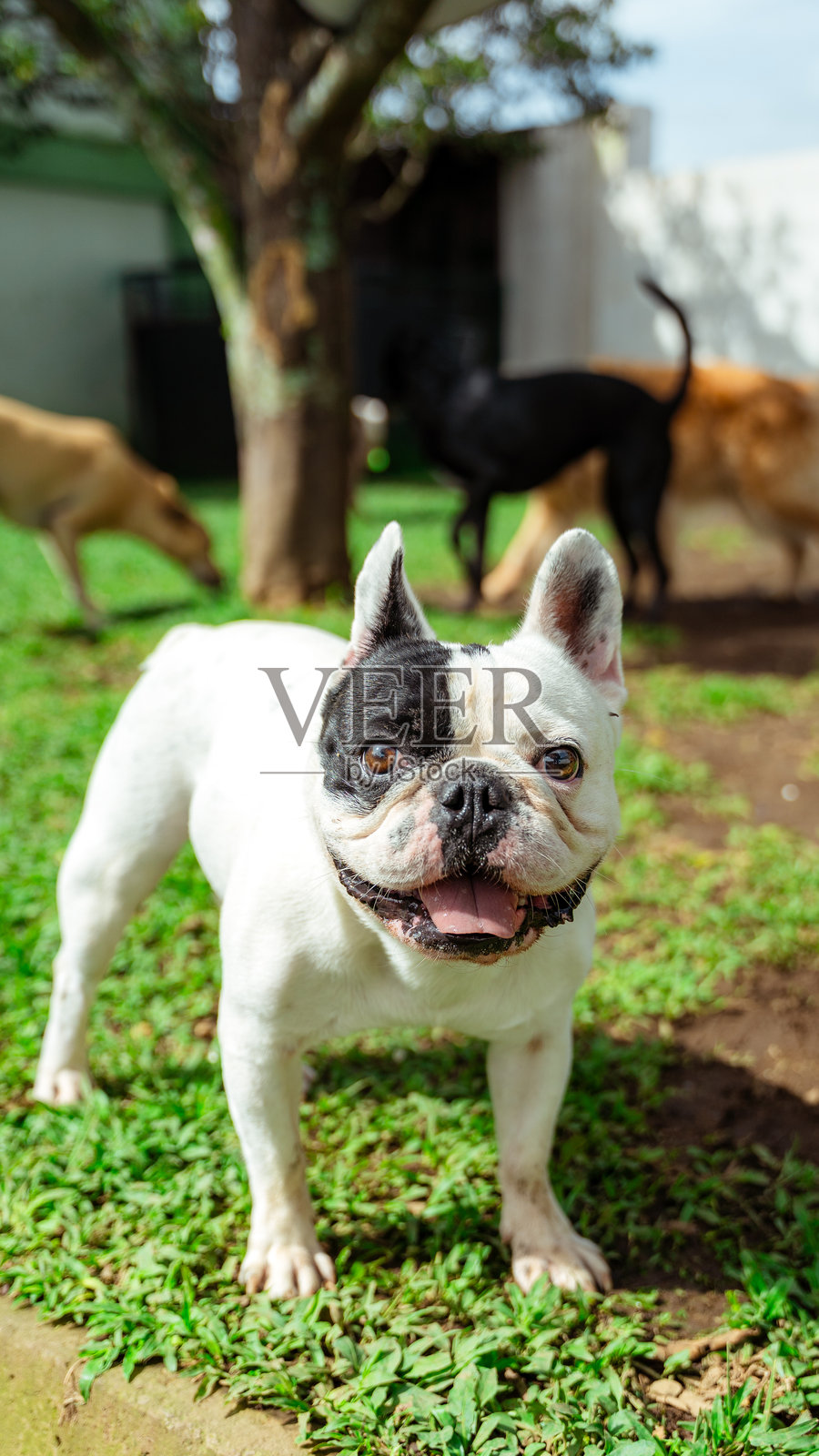 法国斗牛犬站在院子里,看起来很高兴照片摄影图片