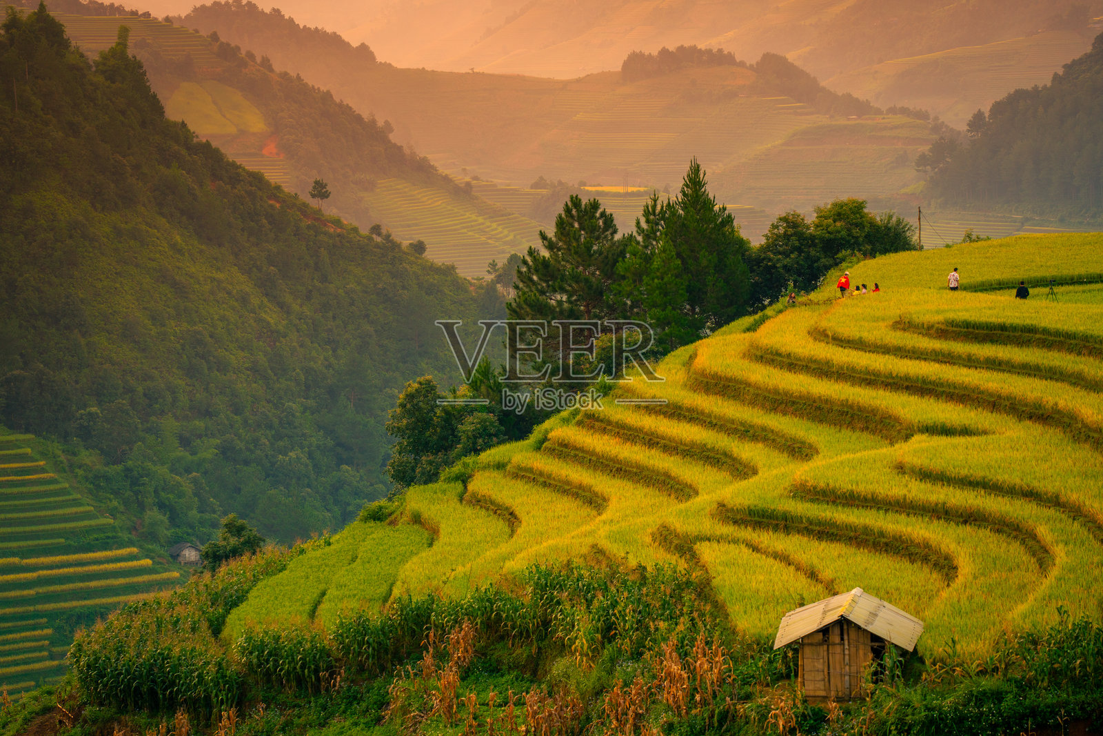 越南北部萨帕市附近的木江寨镇金黄色梯田的鸟瞰图。安沛省丰收季节美丽的梯田。照片摄影图片