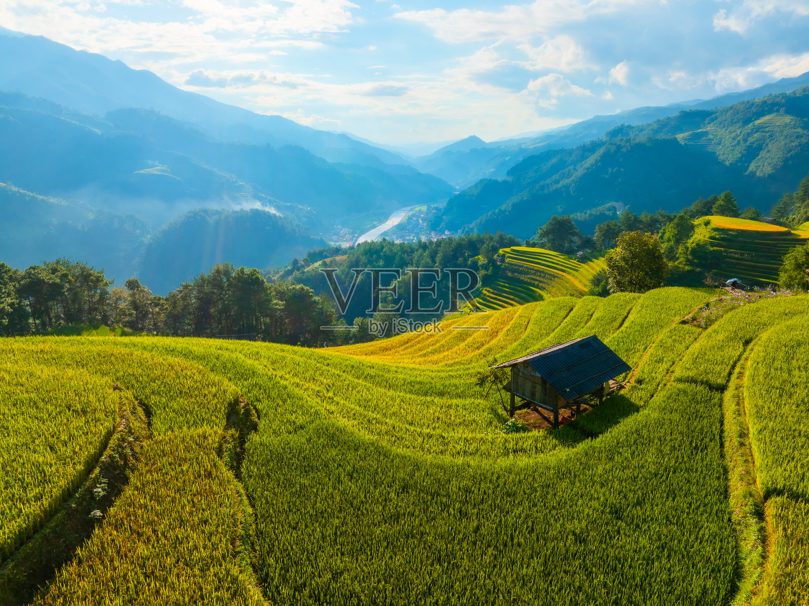 越南北部沙坝市附近的目则州镇上空,俯瞰金色稻田。位于安沛省,丰收季节美丽的梯田。照片摄影图片