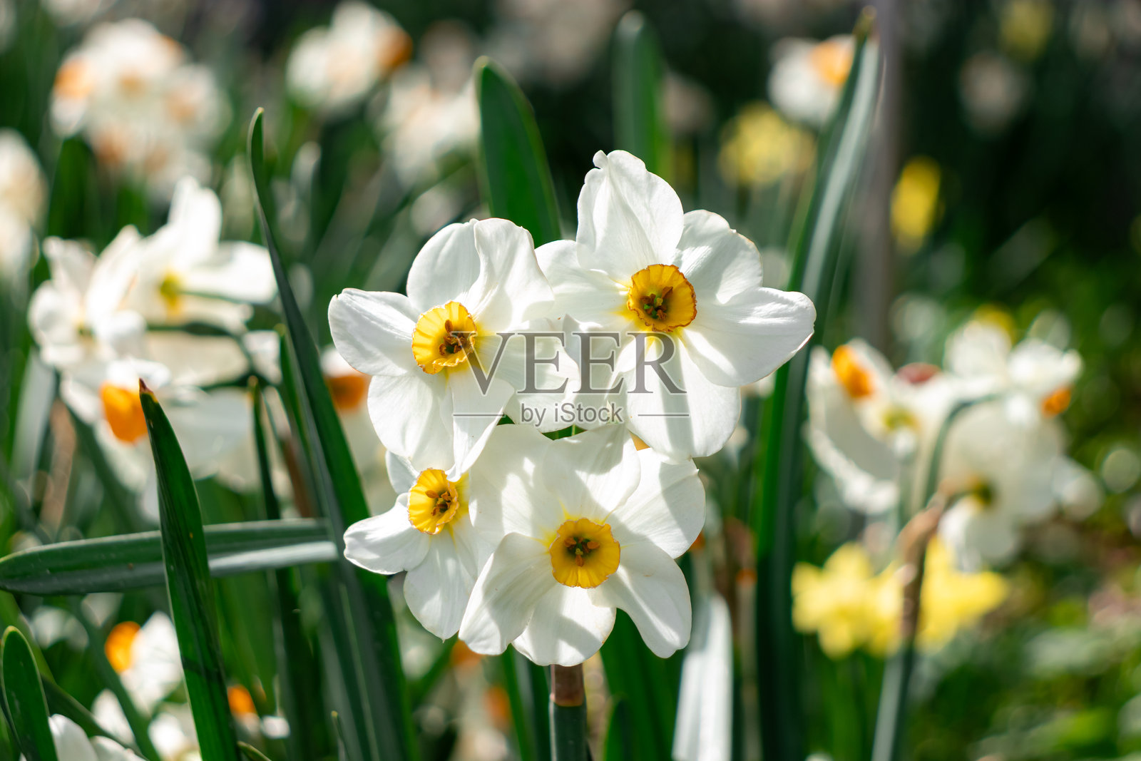 诗人黄水仙(Narcissus poeticus)花照片摄影图片