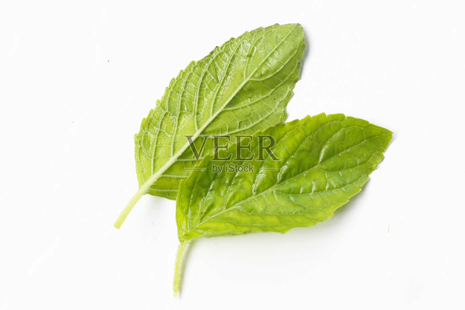 白色背景上的圣罗勒叶照片摄影图片