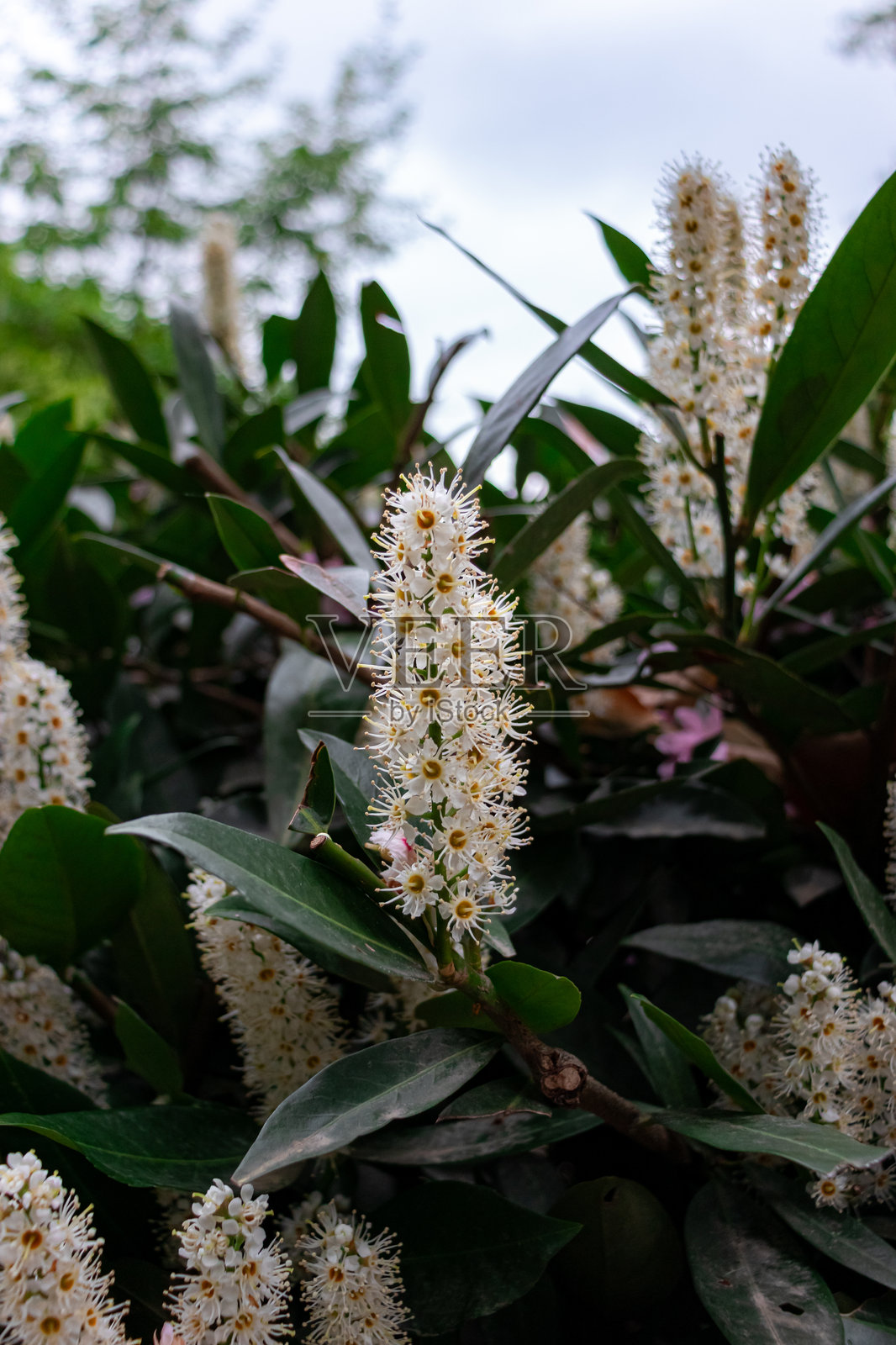 白色樱桃月桂花照片摄影图片
