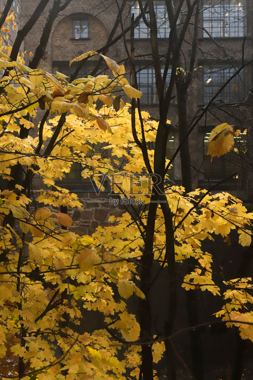 黄色秋叶衬托着古老的砖砌建筑。照片摄影图片