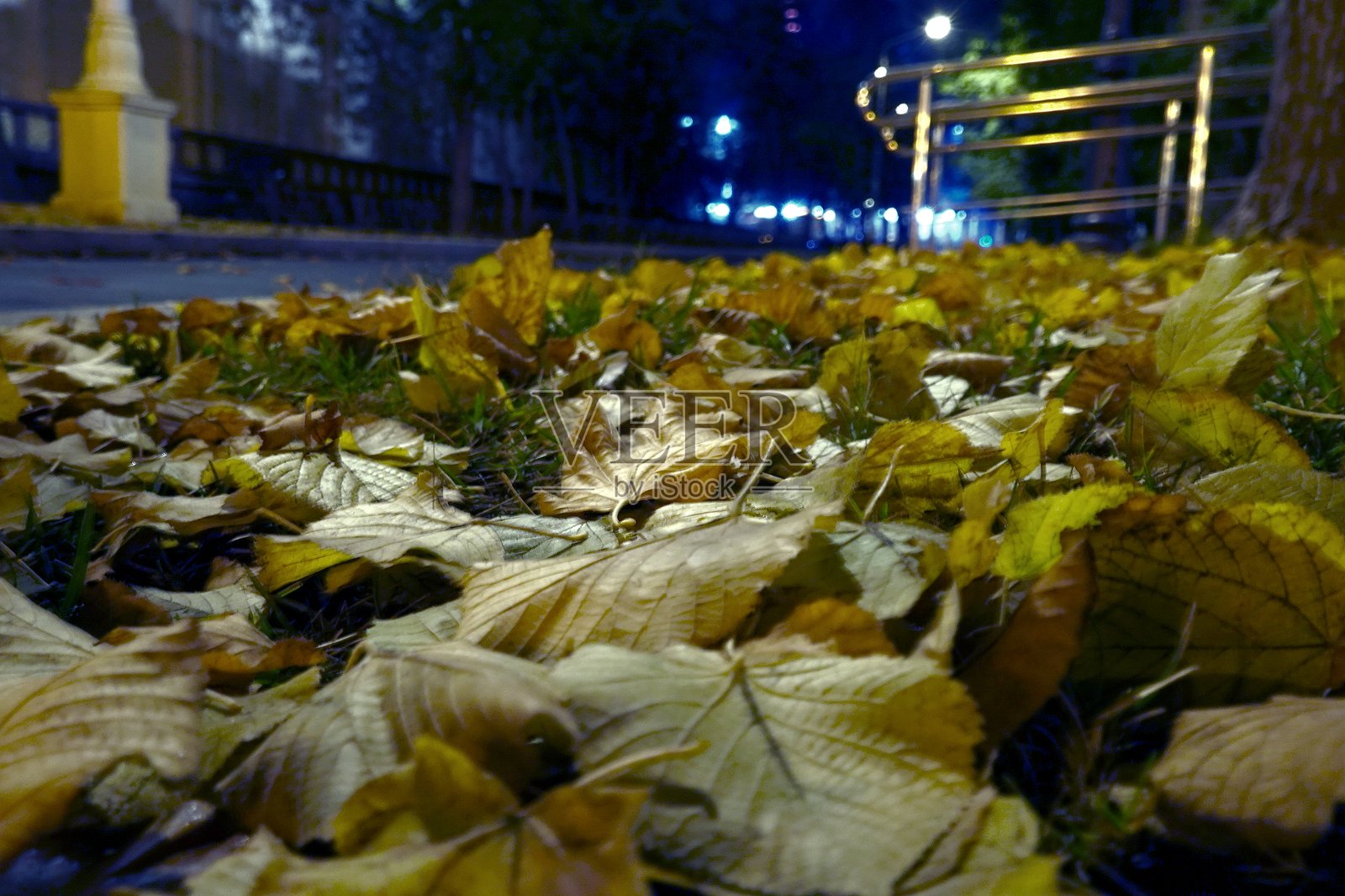 夜晚公园里地上的黄叶照片摄影图片