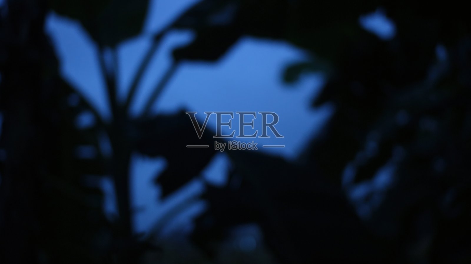 黄昏时分的热带树叶剪影 - 柔和虚化的蓝色背景照片摄影图片