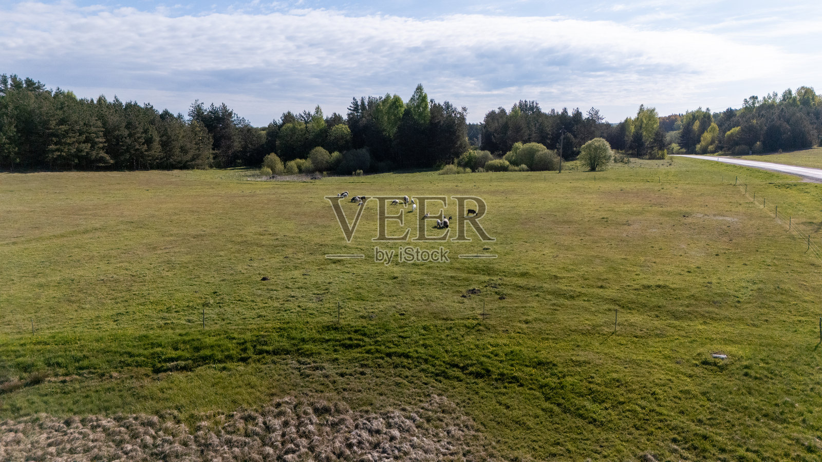 航拍:动物在牧场上吃草照片摄影图片