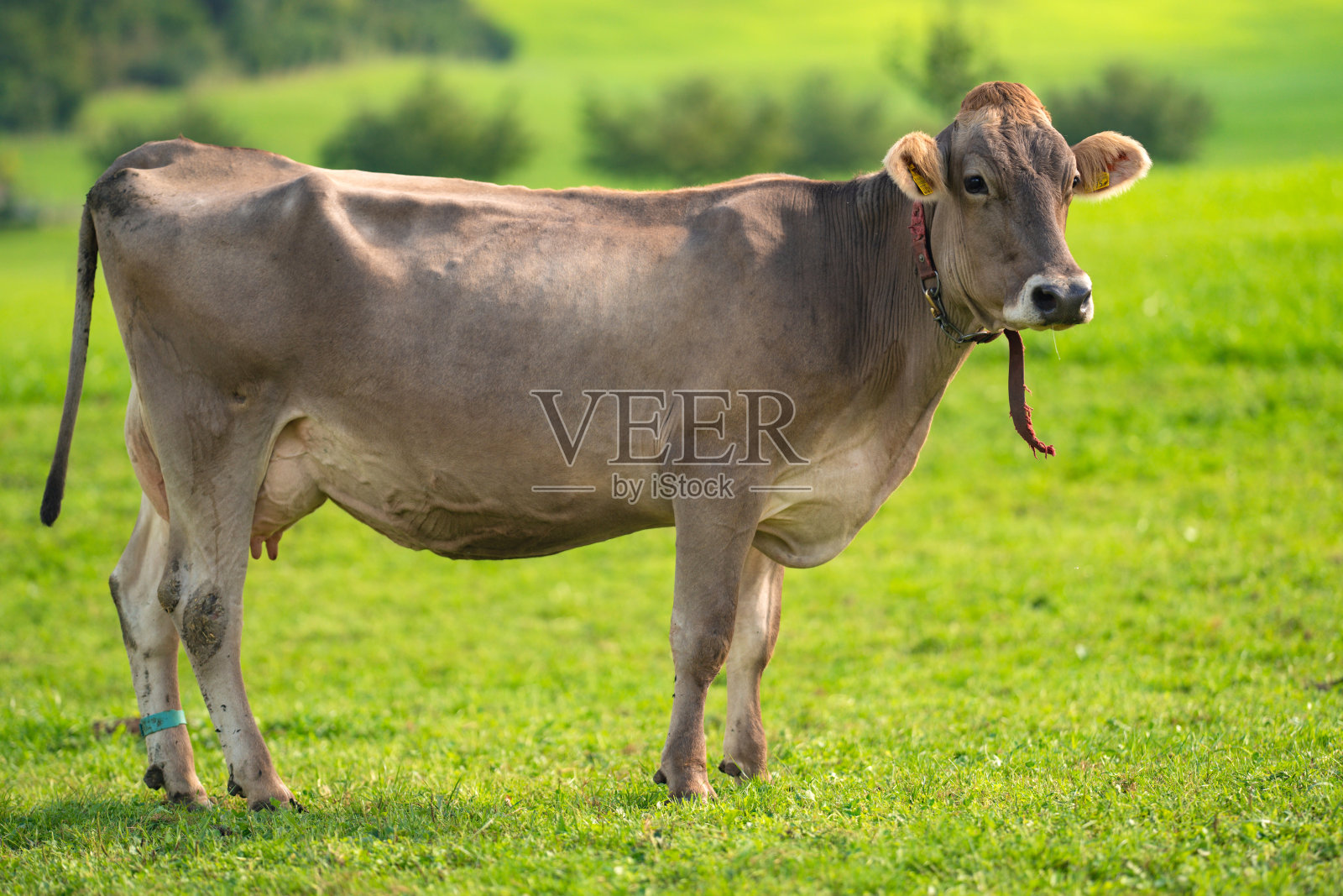 农场里的牛。田野里的牛。牧牛场。春日山景,有奶牛在吃草。一群牛在草地上。自然中的牛。牛的牧场。乡村牲畜。照片摄影图片