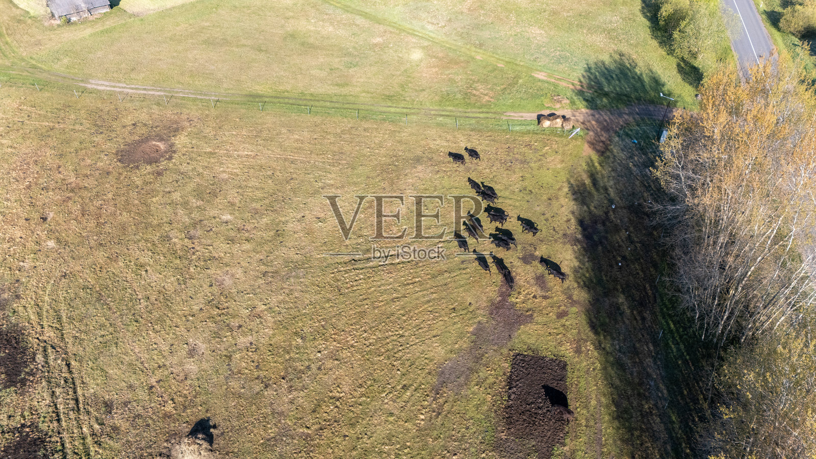 牛在田野里吃草的鸟瞰图照片摄影图片