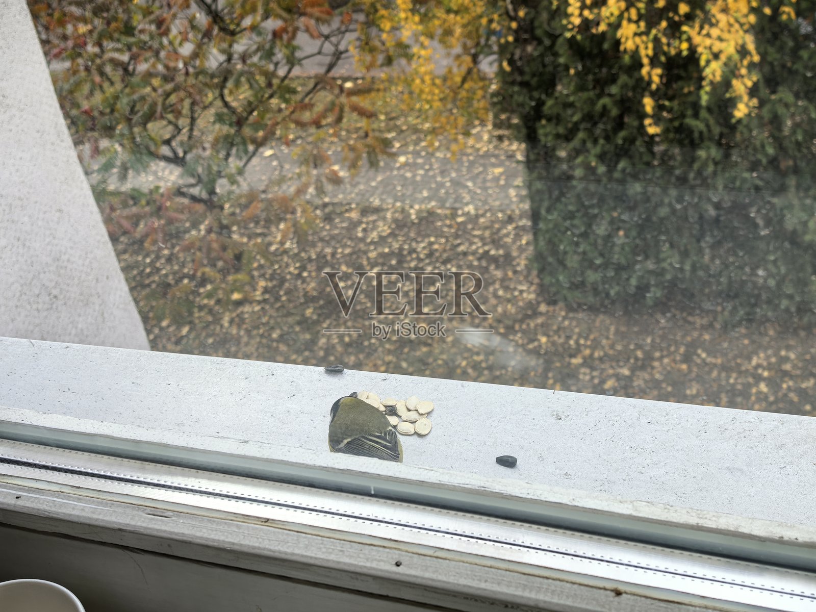 窗外的山雀,一只鸟,喂鸟器,秋天的鸟,冬天的鸟,一只山雀在飞翔,翅膀的拍打,飞行,大自然的美,秋天,秋日情怀,窗外的景色照片摄影图片