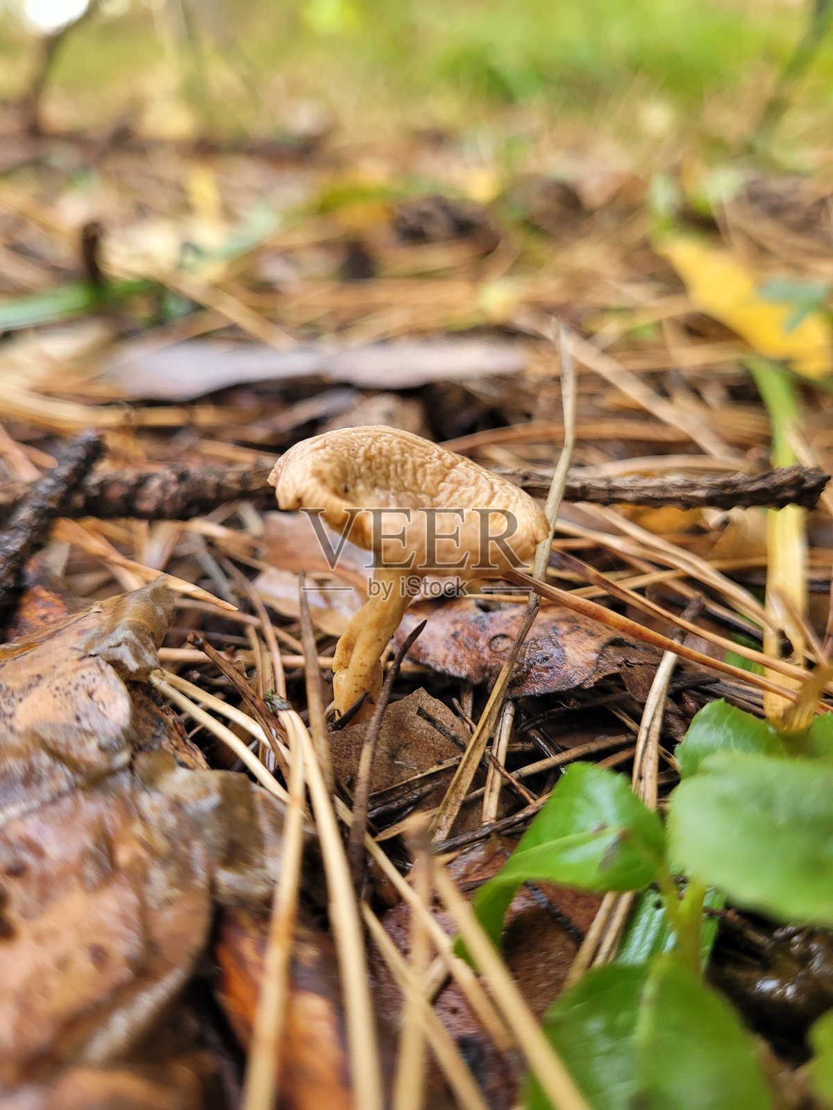 树上的蘑菇与蜘蛛网照片摄影图片