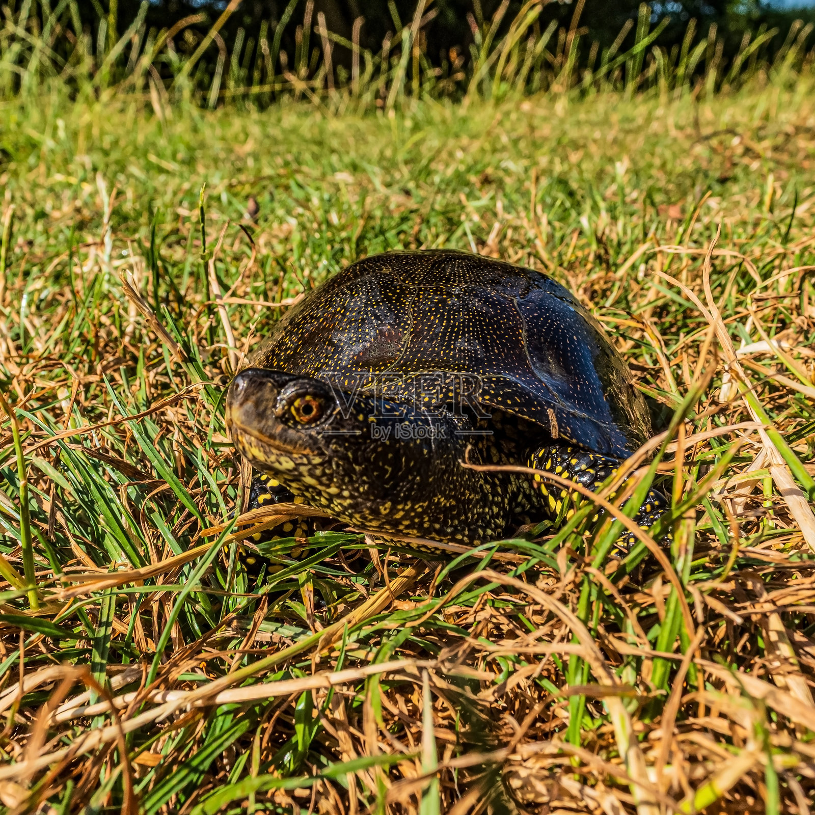 动物照片,动物,自然 - 东欧照片摄影图片
