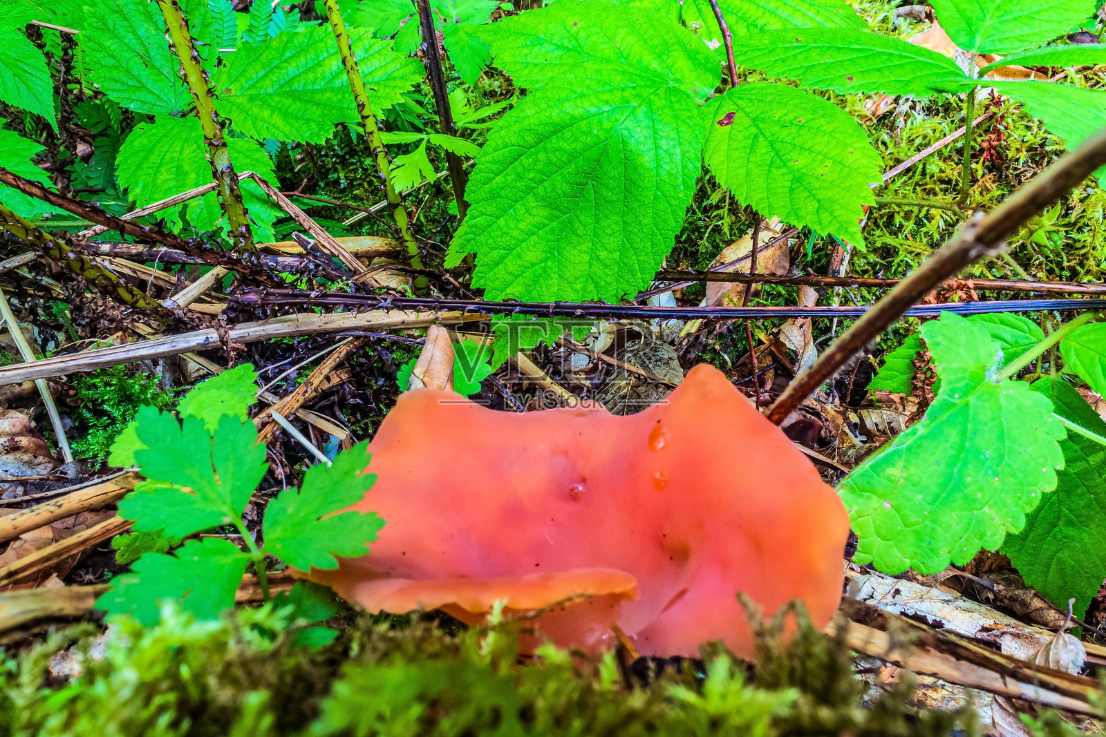 宏观照片,动物,自然 - 欧洲,东欧照片摄影图片
