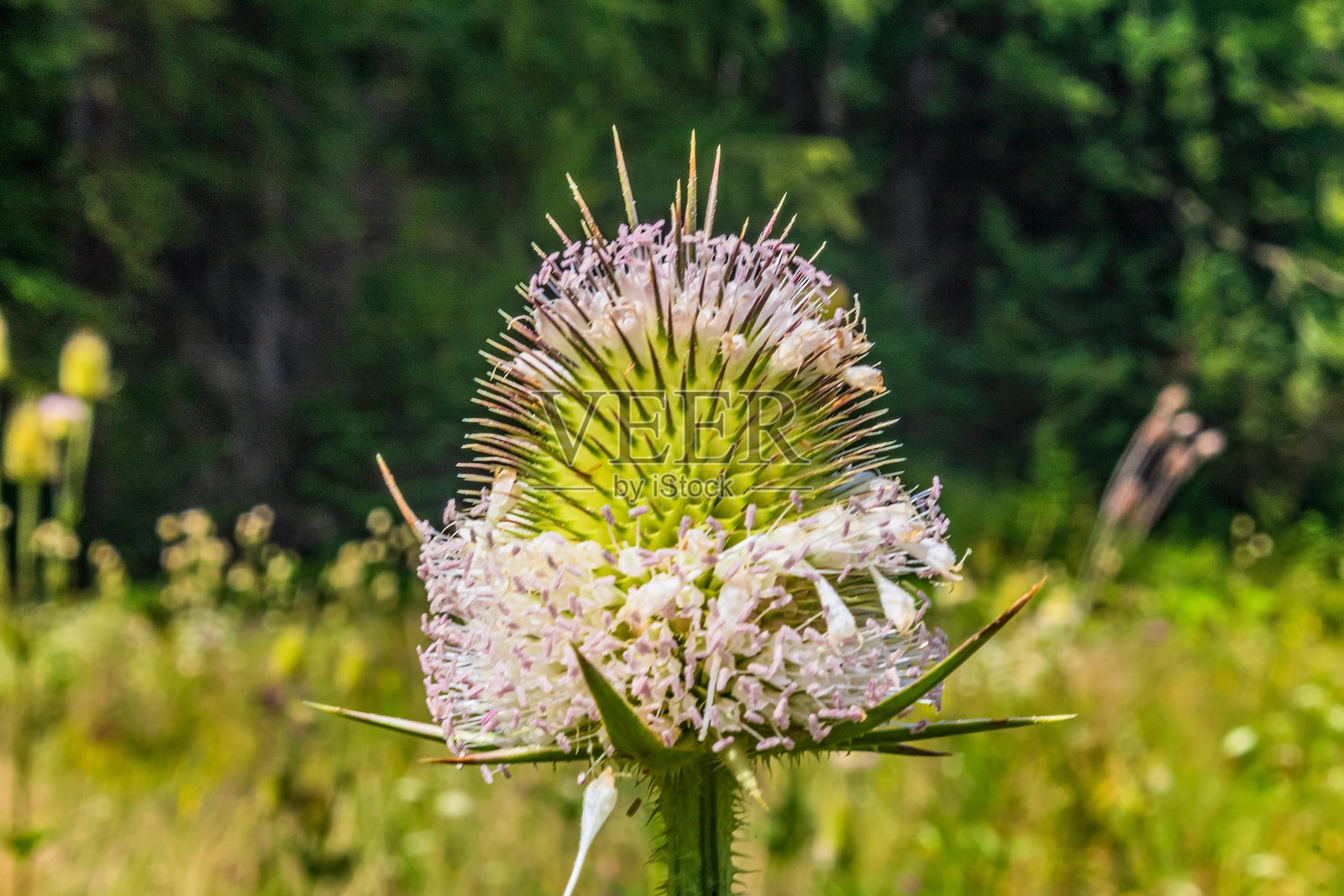 微距照片,动物,自然 - 欧洲,东欧照片摄影图片