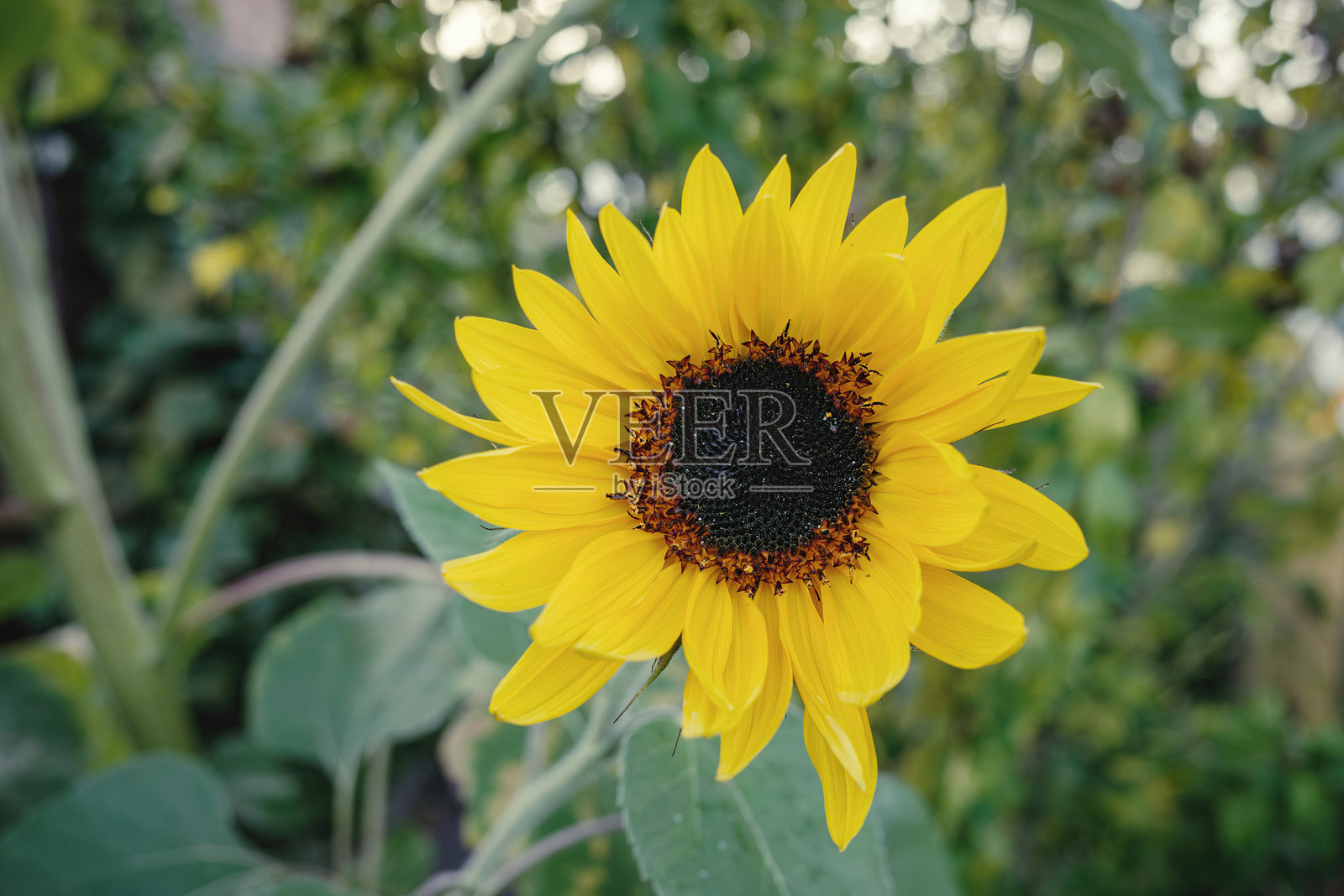 一朵明亮的黄色向日葵特写照片摄影图片