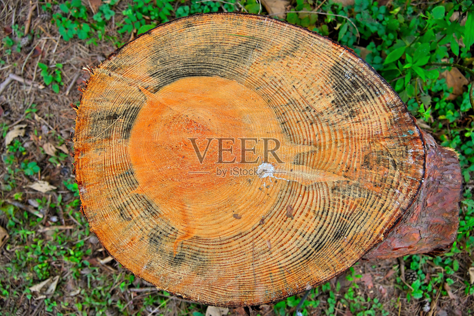 被砍伐树木的年龄照片摄影图片