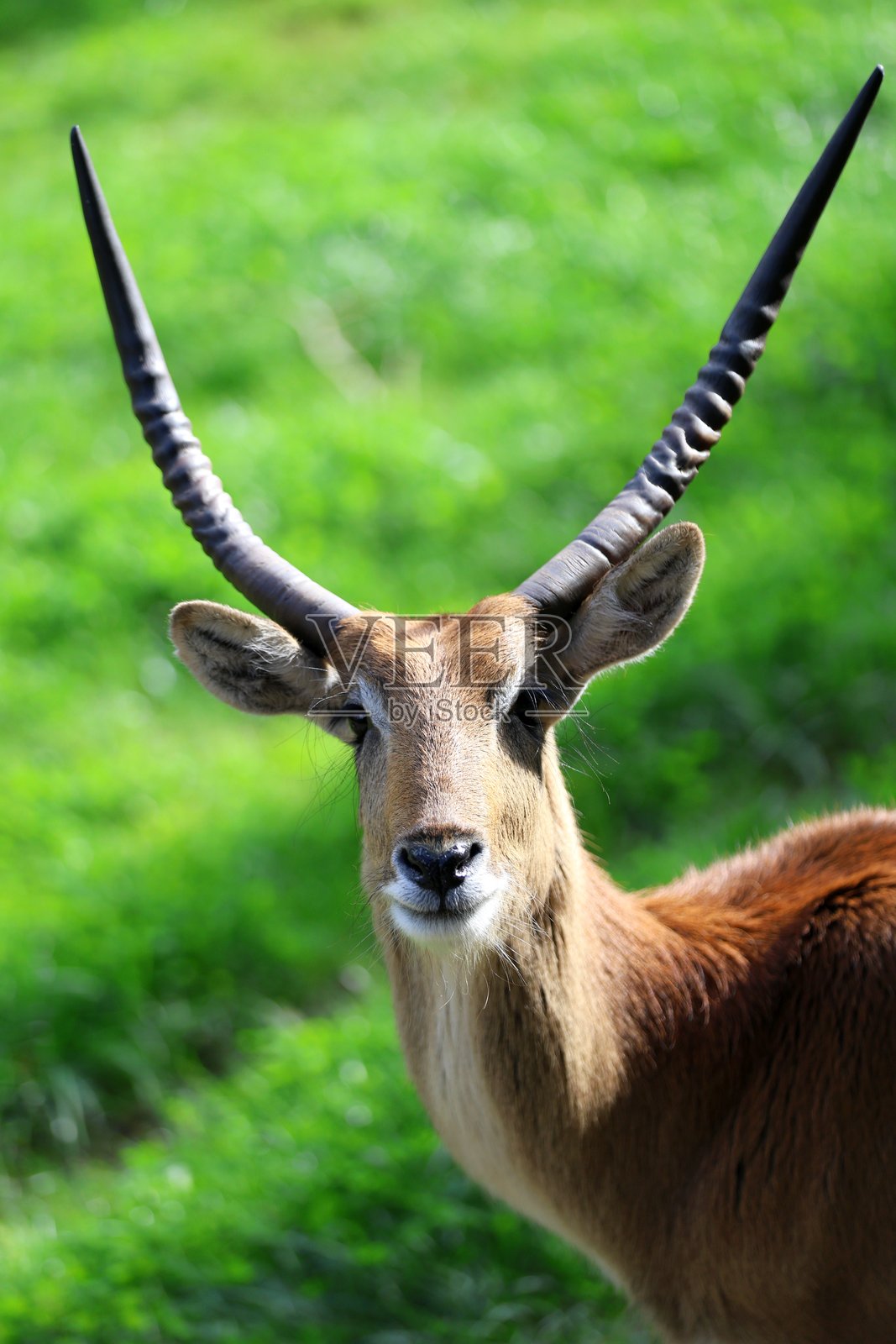 长着雄伟犄角的摩尔牛肖像照片摄影图片