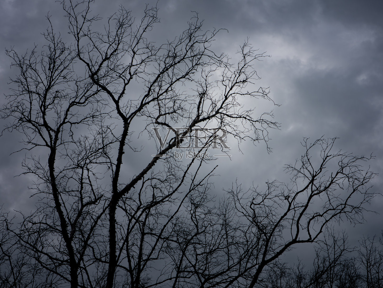 暴风雨、阴沉灰暗的天空下光秃秃的冬季树木剪影 - 压抑、黑暗、恐怖的自然风景背景照片摄影图片