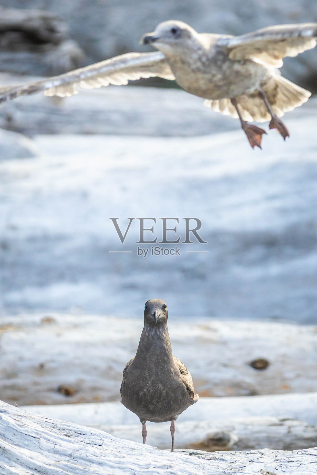 海岸线上,海鸥与浮木的特写照片摄影图片