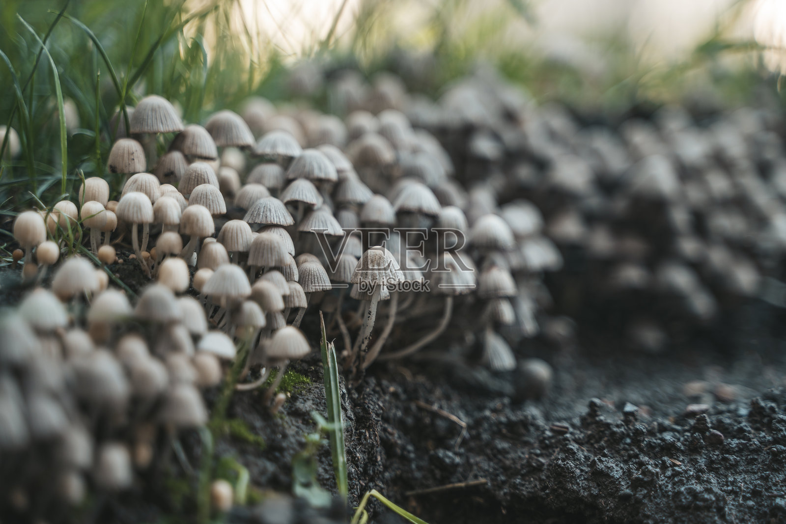 夏日森林中的丛生菌类照片摄影图片